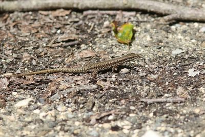 Podacris muralis - Muurhagedis  