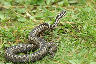 Serpentes - Slangen 