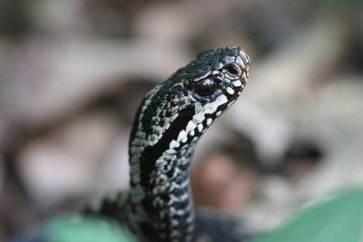 Vipera berus - Adder