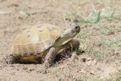 Testudo horsfieldii - Vierteenlandschildpad - Russian tortoise 
