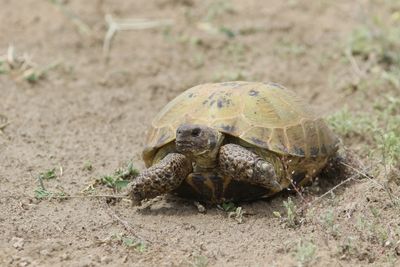 Testudo horsfieldii - Vierteenlandschildpad - Russian tortoise
