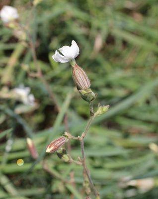 Avondkoekoeksbloem - Silene latifolia 