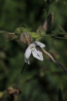 Avondkoekoeksbloem - Silene latifolia 