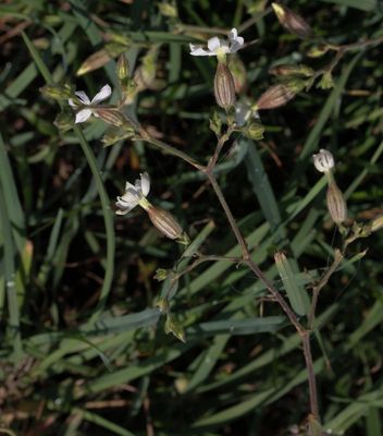 Avondkoekoeksbloem - Silene latifolia 