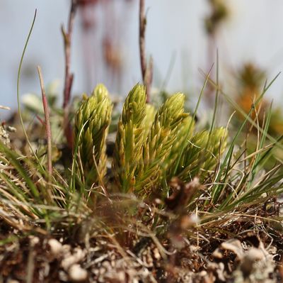 Wolfsklauwfamilie - Lycopodiaceae