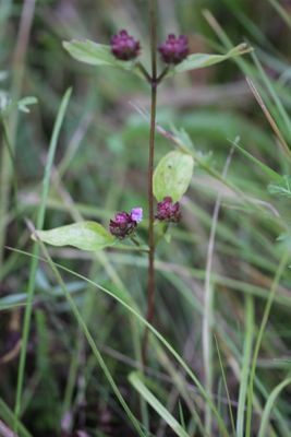 Gewone brunel - Prunela vulgaris 