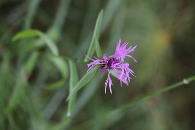 Knoopkruid - Centaurea jacea  