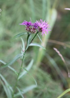 Knoopkruid - Centaurea jacea 