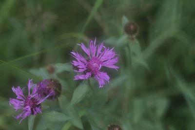 Knoopkruid - Centaurea jacea 