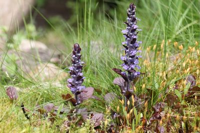 Kruipend zenegroen - Ajuga reptans