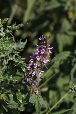 Moerasandoorn - Stachys palustris