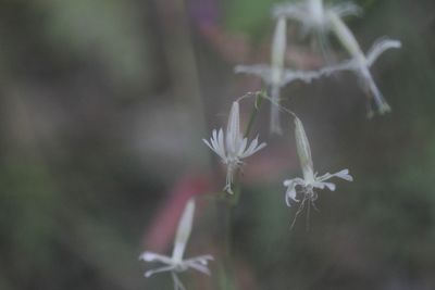 Nachtsilene - Silene nutans 