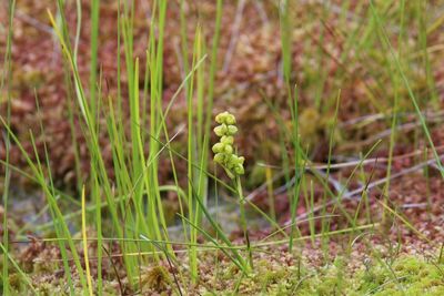Veenbloembies - Scheuchzeria palustris
