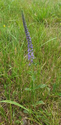 Veldsalie - Salvia pratensis.