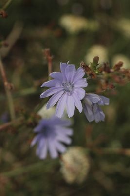 Wilde cichorei - Cichorium intybus