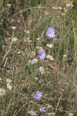 Wilde cichorei - Cichorium intybus