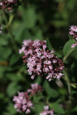 Wilde marjolein - Origanum vulgare 