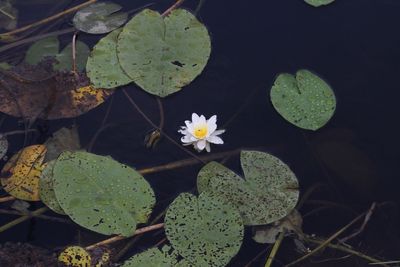waterleliefamilie - Nymphaeaceae