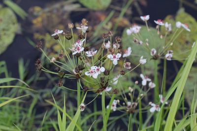Zwanenbloemfamilie - Butomaceae