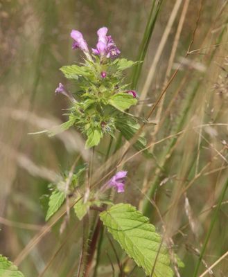 Gewone hennepnetel - Galeopsis tetrahit