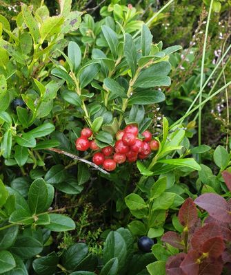 Rode bosbes - Lingonberry - Vaccinium vitis-idaea