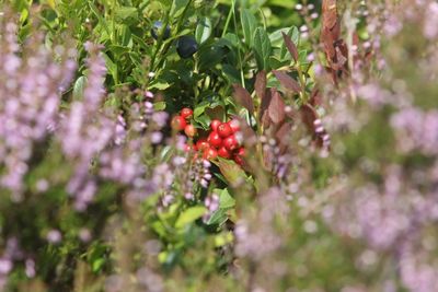 Rode bosbes - Lingonberry - Vaccinium vitis-idaea