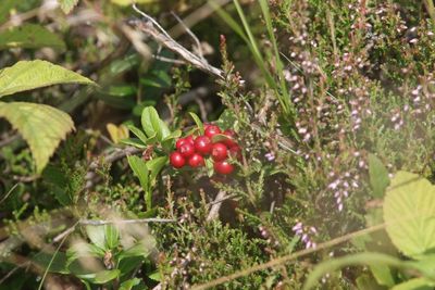 Rode bosbes - Lingonberry - Vaccinium vitis-idaea