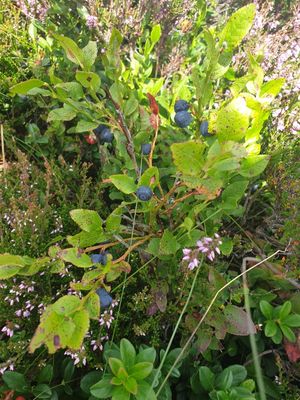 Blauwe bosbes - Vaccinium myrtillus