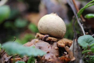 Gekraagde aardster - Geastrum triplex 