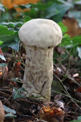 Plooivoetstuifzwam - Lycoperdon excipuliforme.