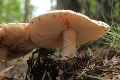 Parelameniet - Blusher - Amanita rubescens    