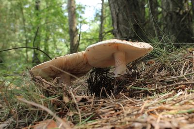 Parelameniet - Blusher - Amanita rubescens
