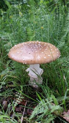 Panteramaniet - Amanita pantherina