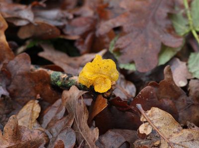 Gele trilzwam  - Golden jelly fungus - Tremella mesenterica 