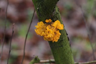 Gele trilzwam  - Golden jelly fungus - Tremella mesenterica 