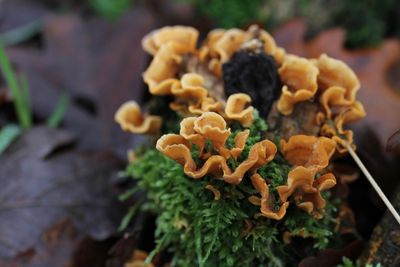 Gele kostzwam - False Turkey Tail - Stereum hirsutum