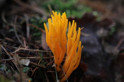 Kleverig koraalzwammetje - Calocera viscosa