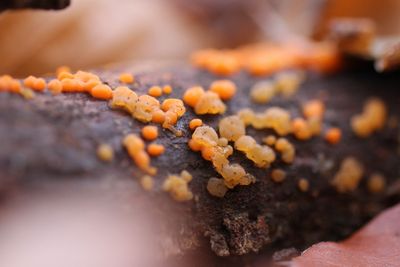 Oranje druppelzwam - Dacrymyces stillatus