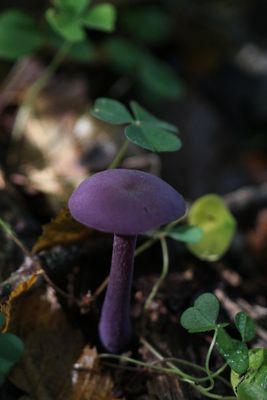 Violette gordijnzwam - Cortinarius violaceus 