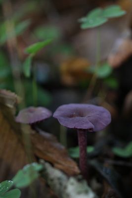 Violette gordijnzwam - Cortinarius violaceus