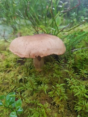 Gelaarsde gordijnzwam - Cortinarius torvus