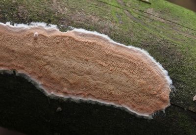 Rode plakkaatzwam - Meruliopsis taxicola