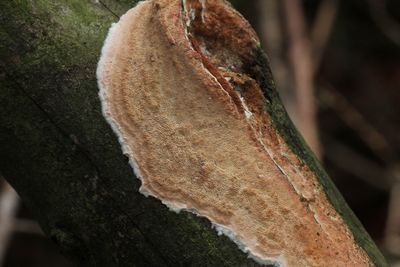 Rode plakkaatzwam - Meruliopsis taxicola