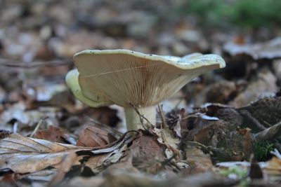 Grijsgroene melkzwam - Lactarius blennius 