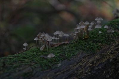 Bundelmycena - Mycena arcangeliana.