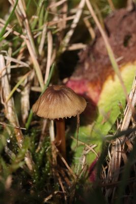 Citroensnedemycena - Mycena citrinomarginata