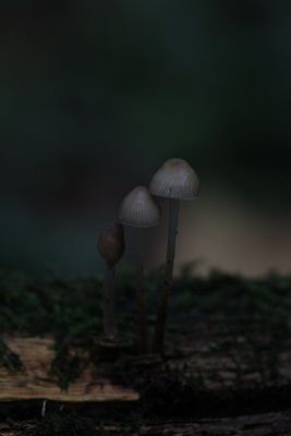 Fraaisteel mycena - Mycena inclinata 