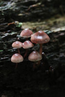 Grote bloedsteelmycena - Mycena haematopus