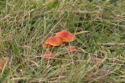 Zwartwordende wasplaat - Hygrocybe conica.