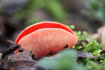 Krulhaarkelkzwam  - Sarcoscypha austriaca 